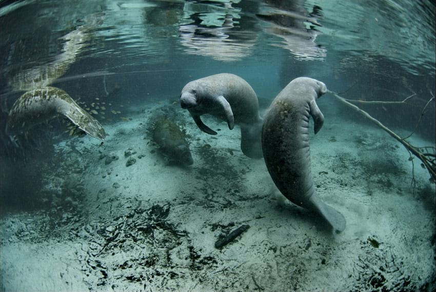 Manatee Viewing (image credit: USFWS Headquarters)