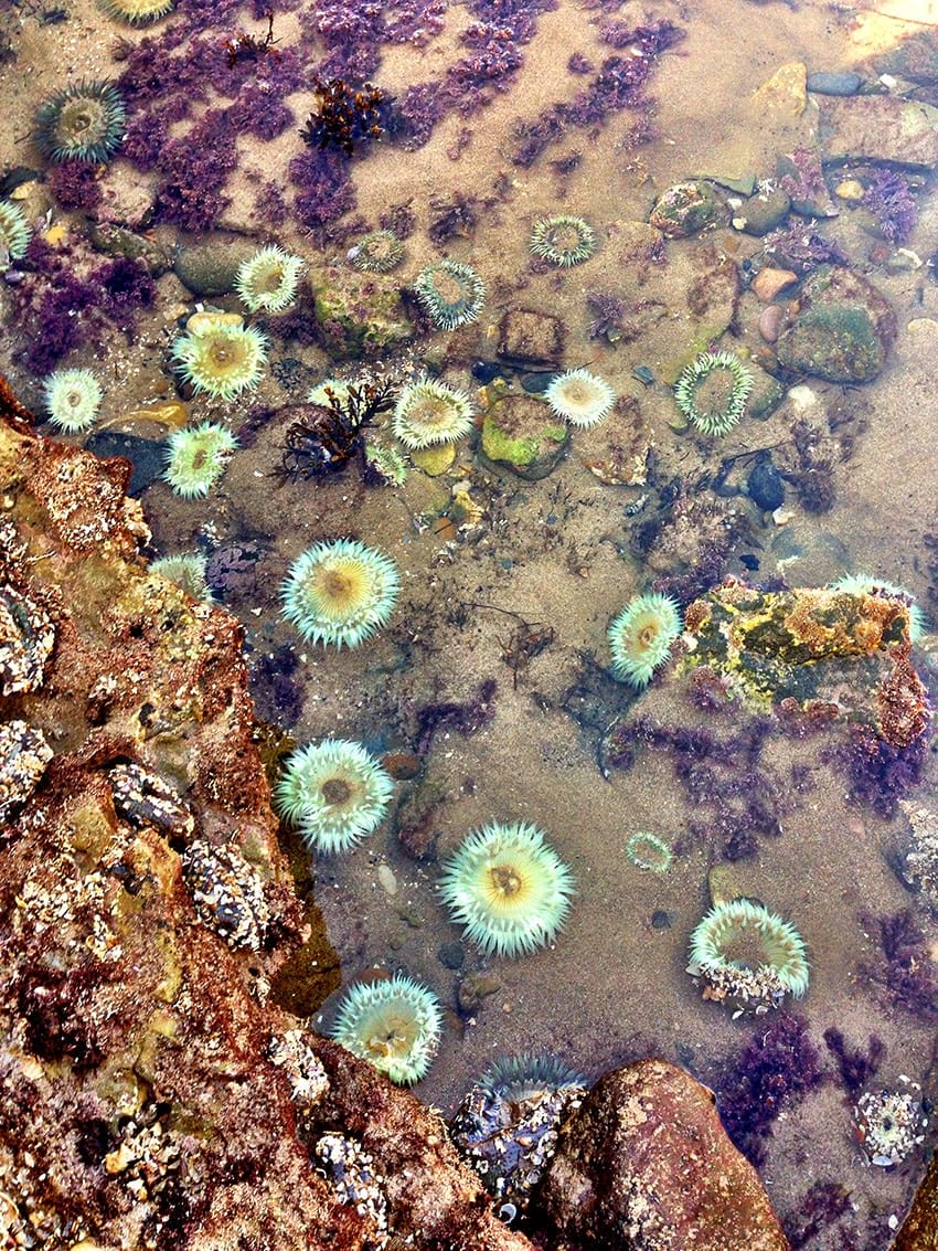 Rancho Palos Verdes Abalone Cove